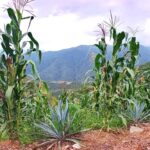 Incertidumbre permanente revisión anual del T-MEC para el agro