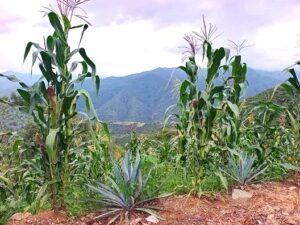 Incertidumbre permanente revisión anual del T-MEC para el agro