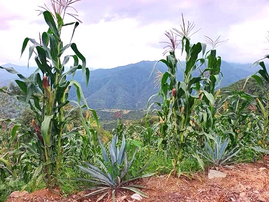 Incertidumbre permanente revisión anual del T-MEC para el agro