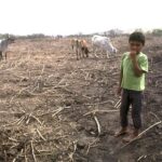 Destinará FAO 202 millones de dólares para enfrentar a El Niño