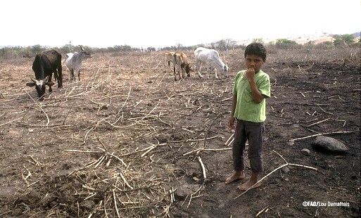 Destinará FAO 202 millones de dólares para enfrentar a El Niño