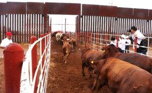 Reapertura condicionada a exportación de ganado a EUA