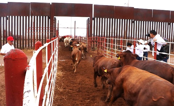 Reapertura condicionada a exportación de ganado a EUA