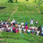 México modelo de innovación agrícola: CIMMYT