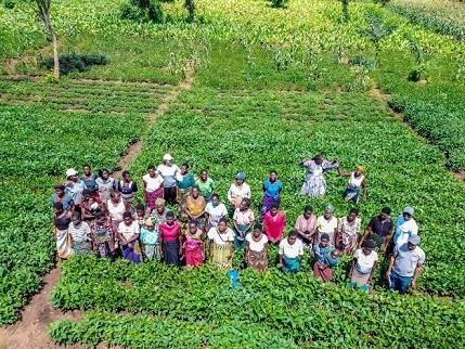 México modelo de innovación agrícola: CIMMYT