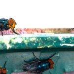 Liberan en Chihuahua moscas vs GBG producidas en Chiapas