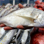 Veda y pesca para nueve especies marinas en julio