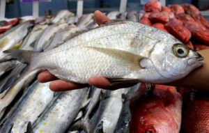 Veda y pesca para nueve especies marinas en julio
