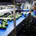 Suspende nuevamente EUA importaciones de aguacate