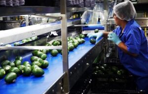 Suspende nuevamente EUA importaciones de aguacate