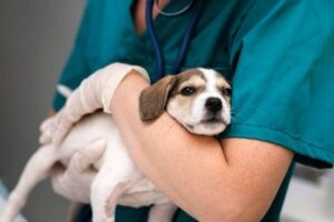 Déficit de médicos veterinarios en México