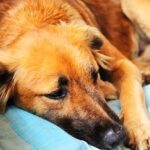 Afecta en México a perros el gusano barrenador