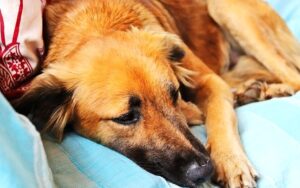 Afecta en México a perros el gusano barrenador