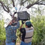 Liberan en Chihuahua 15 millones moscas vs GBG
