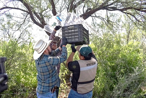 Liberan en Chihuahua 15 millones moscas vs GBG