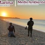 Recuperan 10 mil huevos de tortuga golfina en BCS