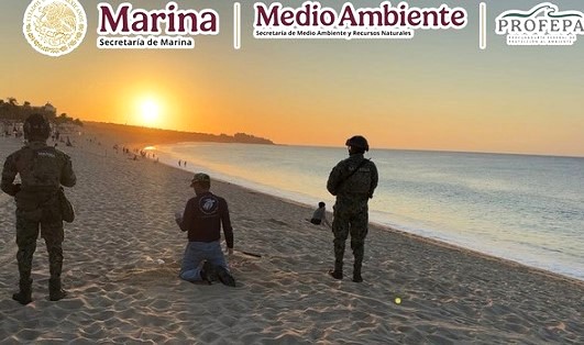 Recuperan 10 mil huevos de tortuga golfina en BCS