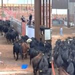 Reabrió Estados Unidos el ingreso de ganado mexicano