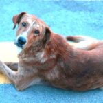 Los perros segunda especie afectada por gusano barrenador