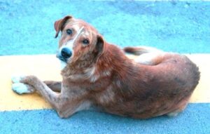 Los perros segunda especie afectada por gusano barrenador