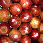 Aumenta la producción de manzana 50%
