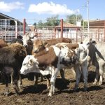 Pausan exportación de ganado de Sonora a EUA