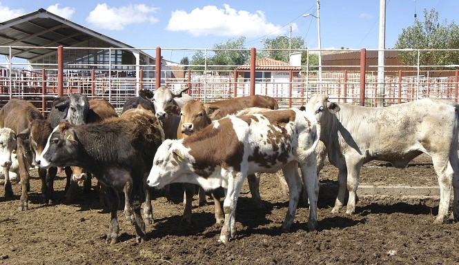 Pausan exportación de ganado de Sonora a EUA