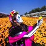 Puebla, CDMX y Michoacán motores de producción de cempasúchil