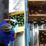 Limitarán por pérdida forestal exportación de aguacate