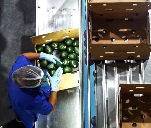 Limitarán por pérdida forestal exportación de aguacate