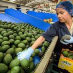 Amplia gobierno federal restricciones para exportar aguacate
