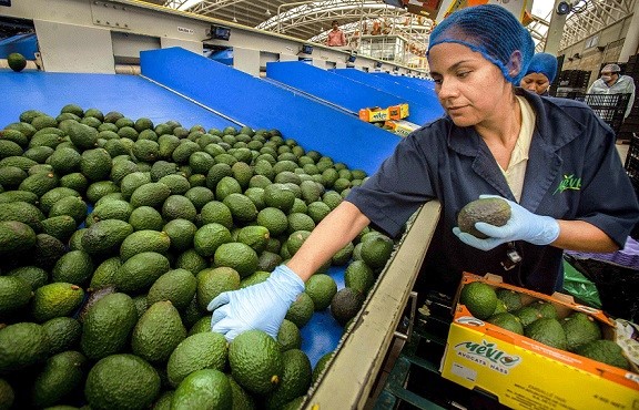 Amplia gobierno federal restricciones para exportar aguacate