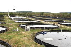 Descuento de 50% a las unidades acuícolas en 2027