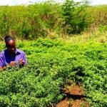 Aprueba FAO 85.3 millones de dólares para conservación forestal