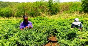 Aprueba FAO 85.3 millones de dólares para conservación forestal