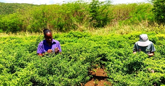 Aprueba FAO 85.3 millones de dólares para conservación forestal