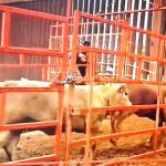 Rehabilitarán dos cruces ganaderos más a Estados Unidos