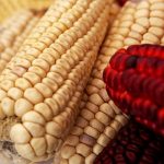 Maíz blanco el principal cultivo de México en 2025