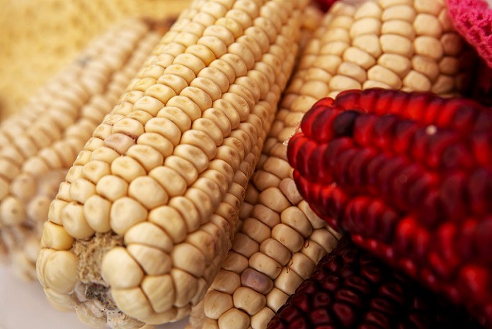Maíz blanco el principal cultivo de México en 2025