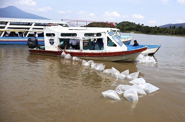 Inician trabajos de conservación del lago de Pátzcuaro