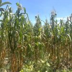 Caída histórica la producción de granos básicos: UNTA