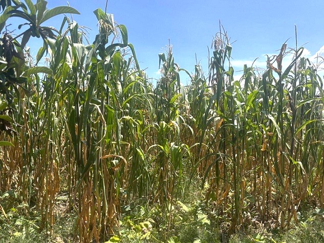 Caída histórica la producción de granos básicos: UNTA